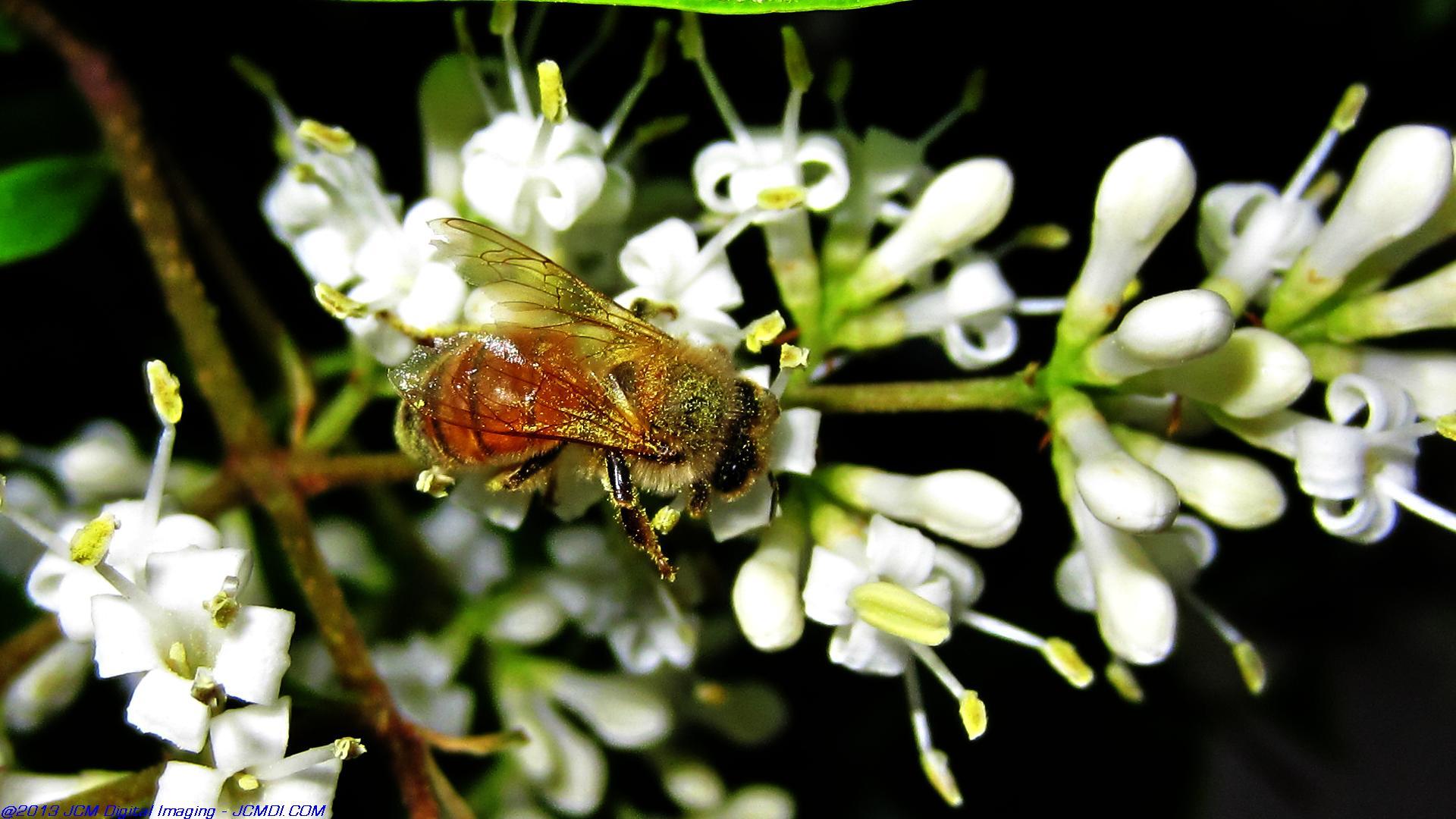 Honeybees on white flowers 